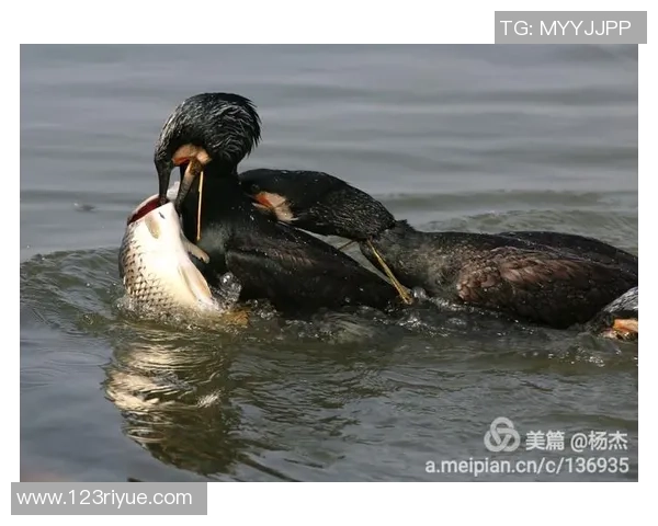 足球筷子：探寻这项独特运动器具背后的文化与技艺传承